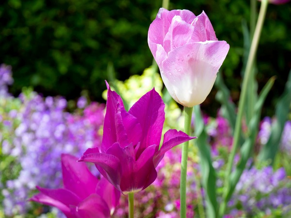 Tulips Are Better Than One 3 Digital Download