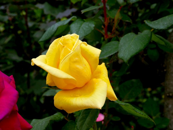 Yellow Rose Print