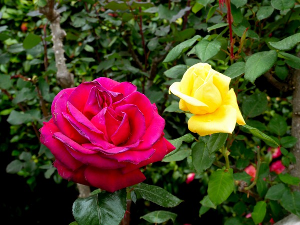 Two Roses Digital Download