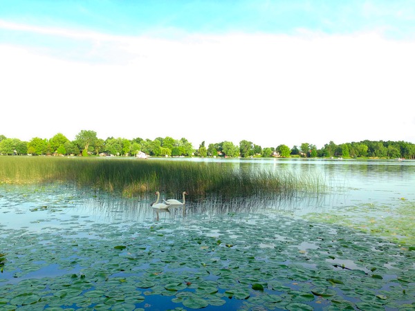 MI Swan Lake Digital Download