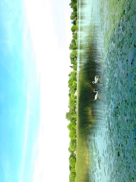 MI Swan Lake 2 Digital Download