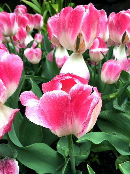 Tulips Are Better Than One Téléchargement Numérique