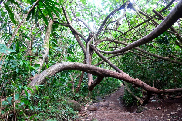 Branches of Life Digital Download