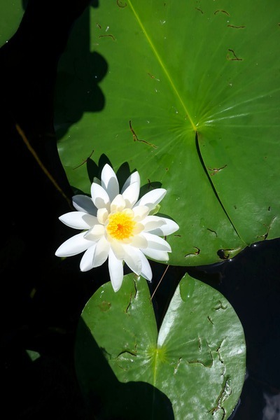 Blooms of Joy 2 Téléchargement Numérique