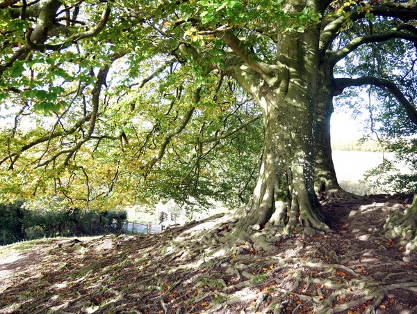 Rooted in Strength Digital Download