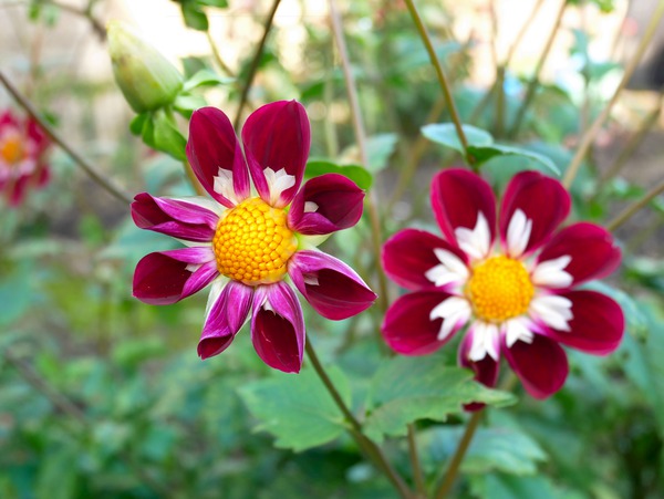 Flower Bloom 5B Digital Download