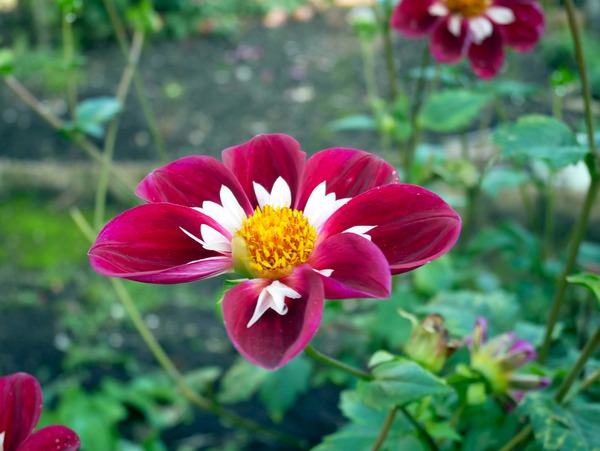 Crimson Bloom Boom   Téléchargement Numérique