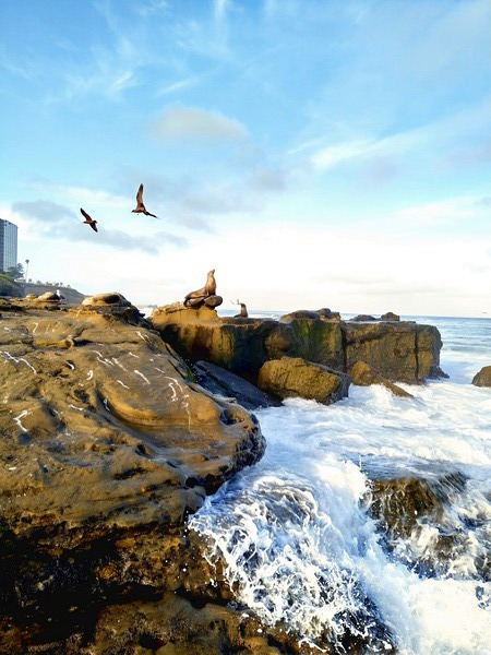 Seal Meditation Digital Download