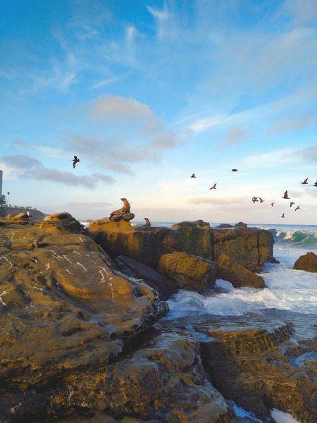 Seal Bird Watching Digital Download