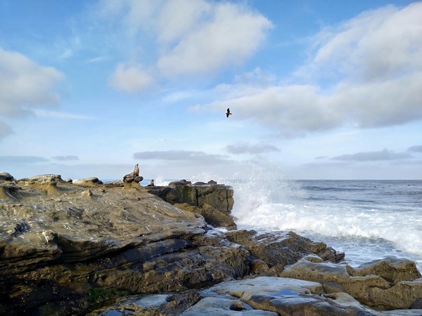 Seal Meditation 2B Digital Download