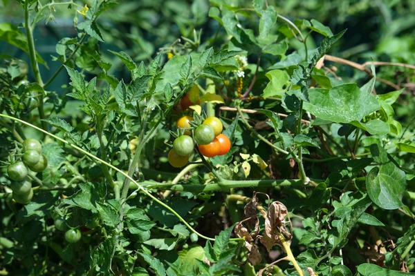 Pop My Cherry Tomato Digital Download