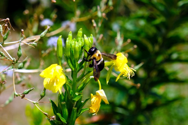 To Bee or Not to Bee  4 Print