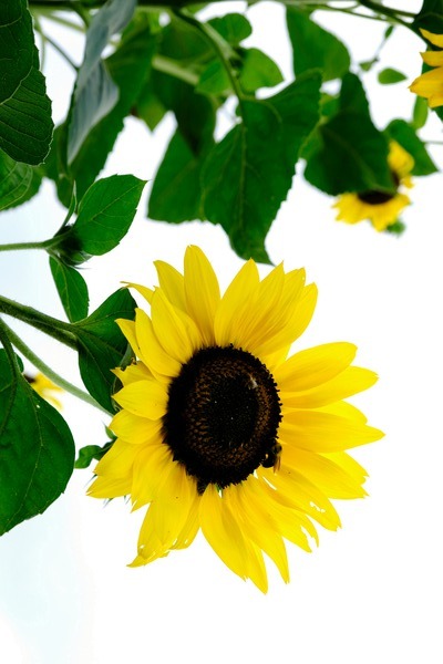 Hello Sunshine   Digital Download