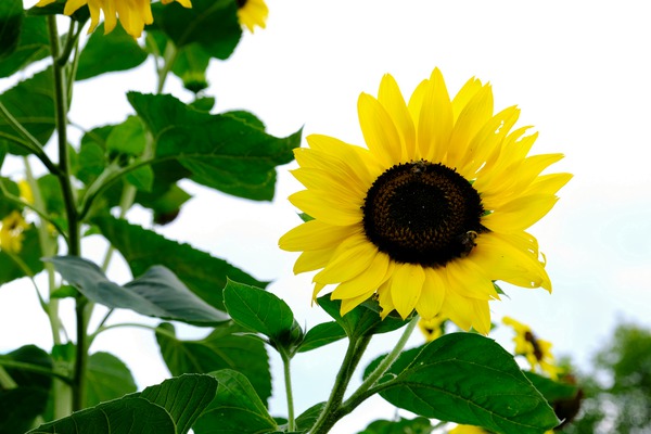 Hello Sunshine 2 Print