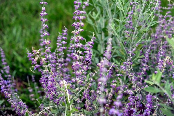 Towers of Lavender Print