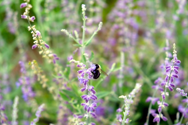 To Bee or Not to Bee -- Small Flower Big Flavor  Digital Download