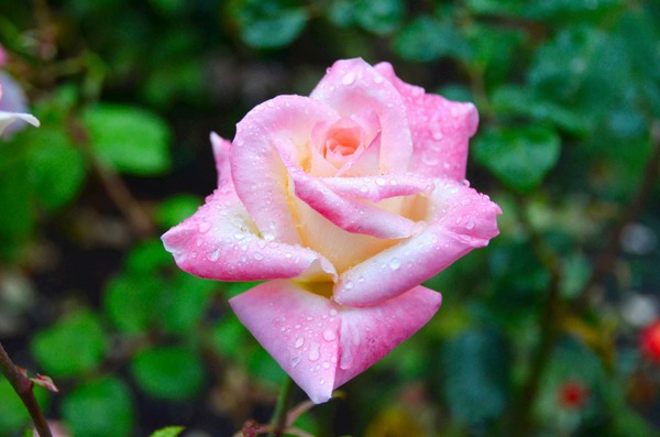 Beautiful Sweat Print