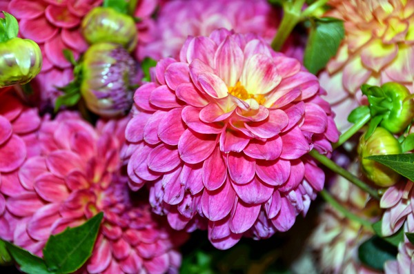 Flower Bloom 1 Digital Download