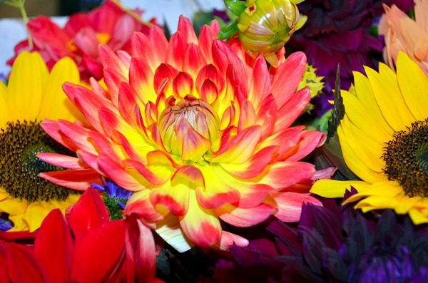 Flower Bloom 2 Téléchargement Numérique