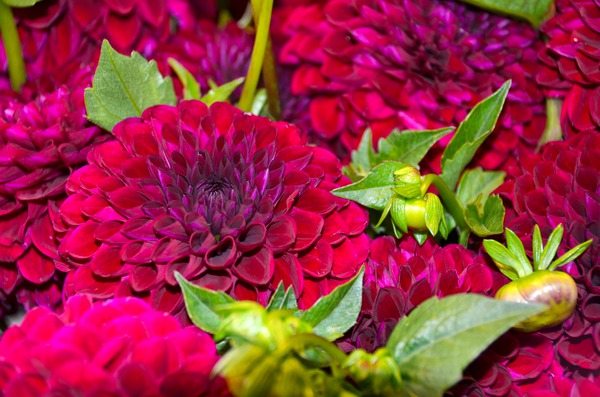 Flower Bloom 4 Digital Download