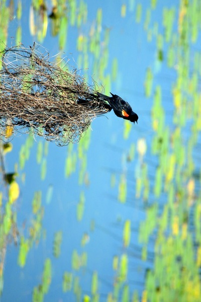 Calling for a Mate Téléchargement Numérique