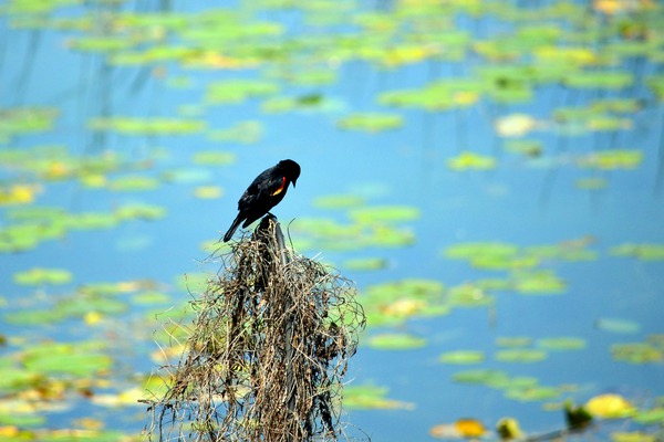 Praying for a Miracle Digital Download