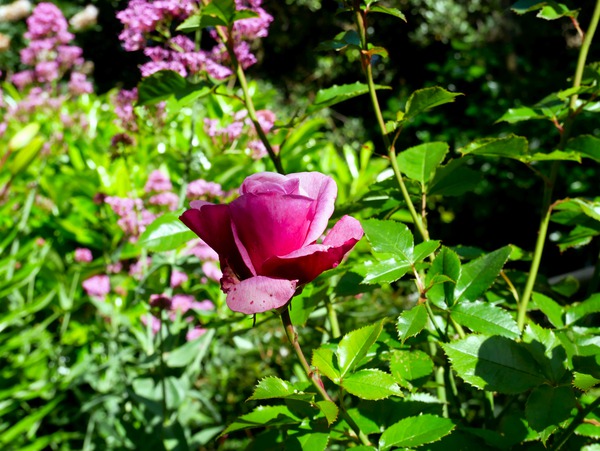 Penelope Purple Digital Download