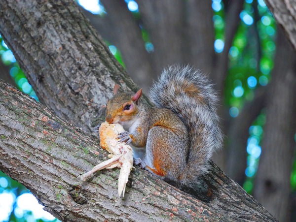 Tastes Like Chicken...Because it IS Print