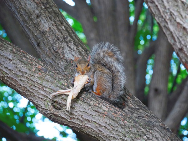 Yes I like Chicken Wings  Téléchargement Numérique