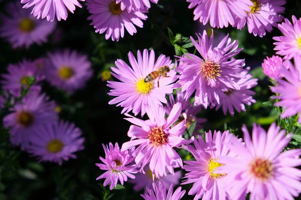 Pink Daisies 2B Digital Download