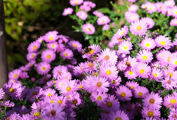 Pink Daisies  Digital Download