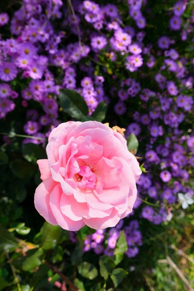 Flower Bloom 6 Téléchargement Numérique