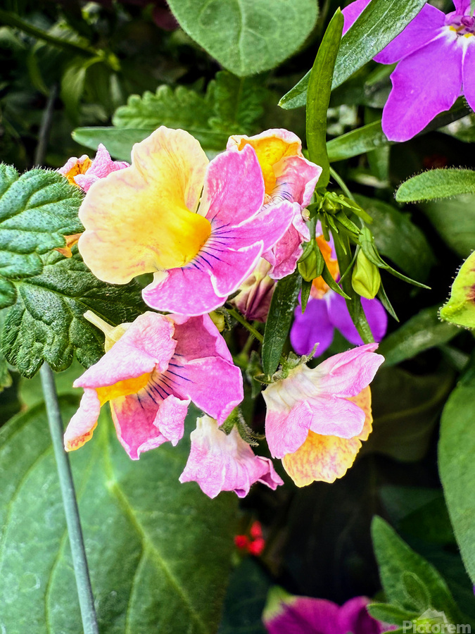 Vibrant Garden Bloom – Colorful Flower Close-Up with Lush Greenery-2  Imprimer