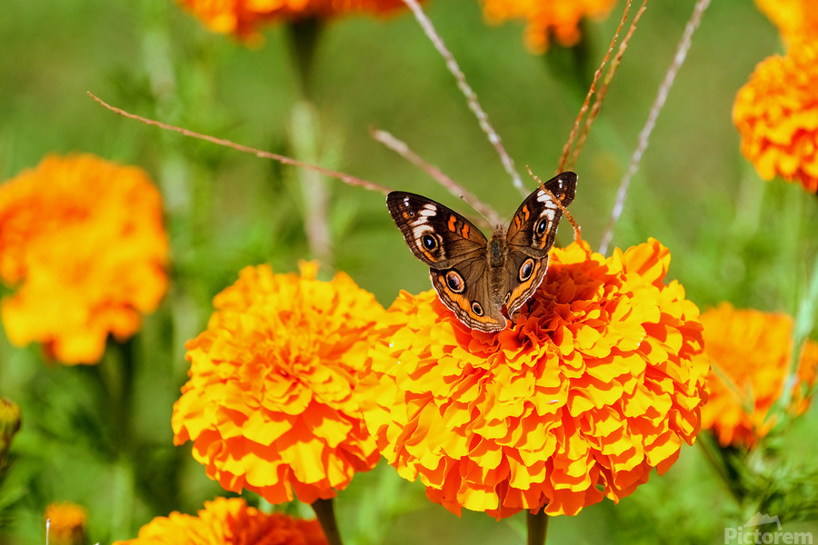 Buckeye Butterfly on Marigold: The Secret Life of Wings and Petals  Print
