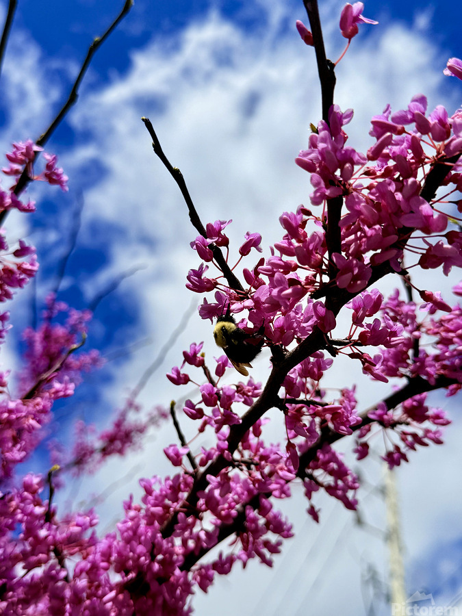 Bloom Keeper  Imprimer