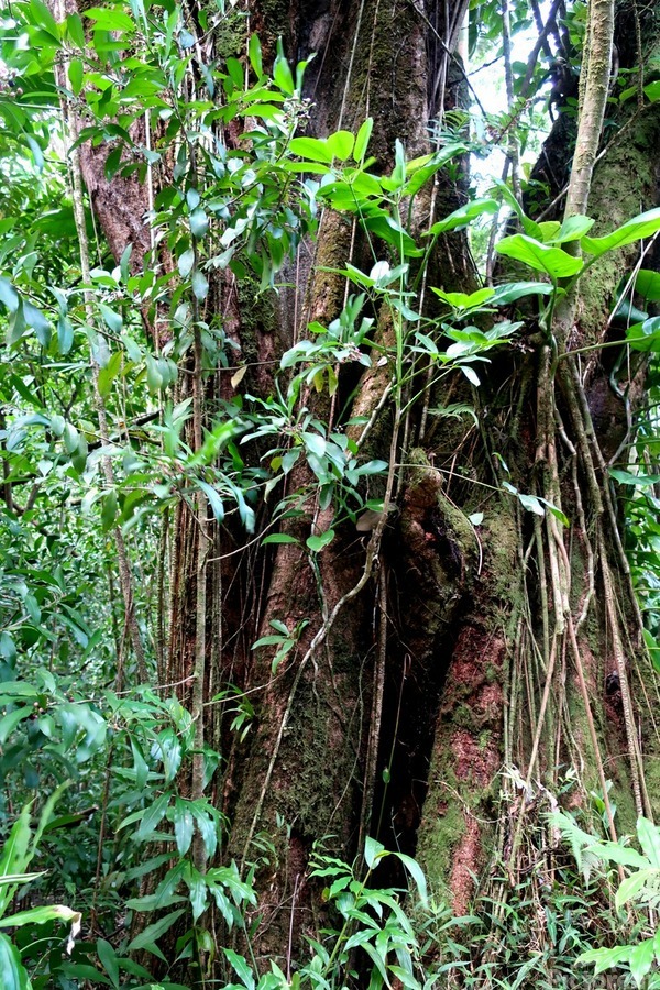 Hiking Hawaii 2  Print