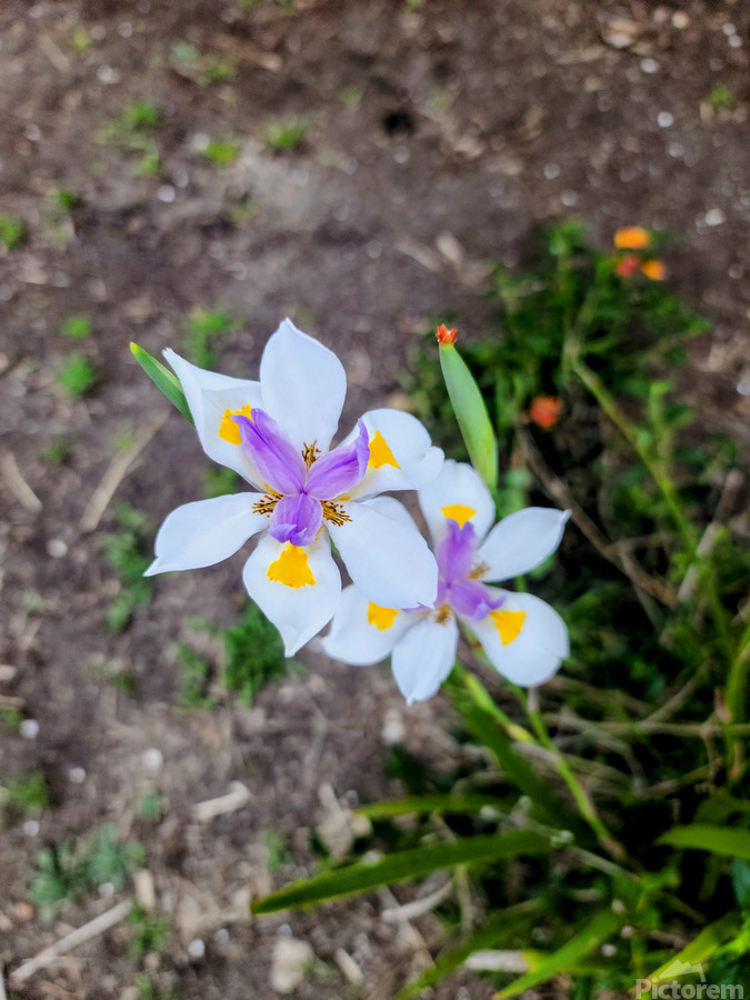 Fortnight Lily Flowers:  The Unfolding of African Iris in Earth’s Stillness  Imprimer