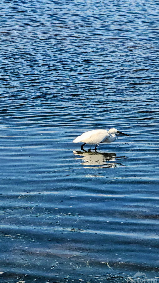 The Silent Hunt: A Lone Heron in Blue  Imprimer