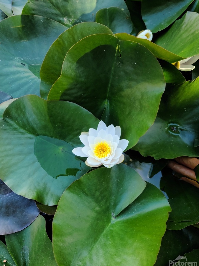 Blooms of Joy: Silence Speaks in Petals  Print