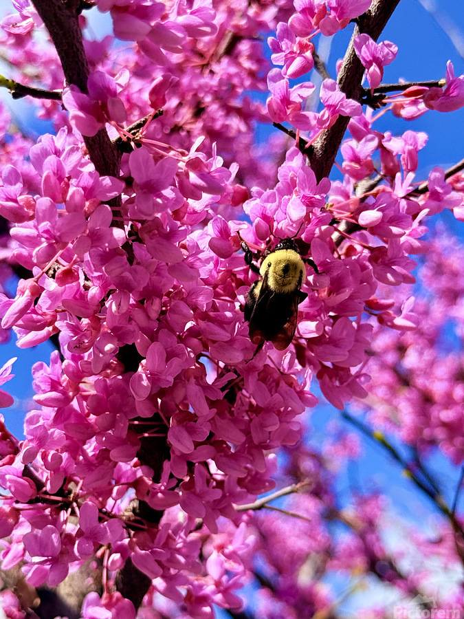 Nothing But Spring  Print