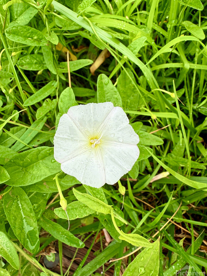 Bindweed Still Life in Nature  Print