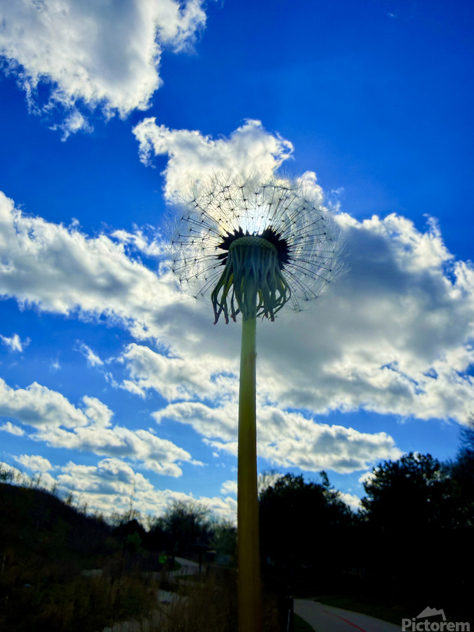 Simply Dandelion  Print