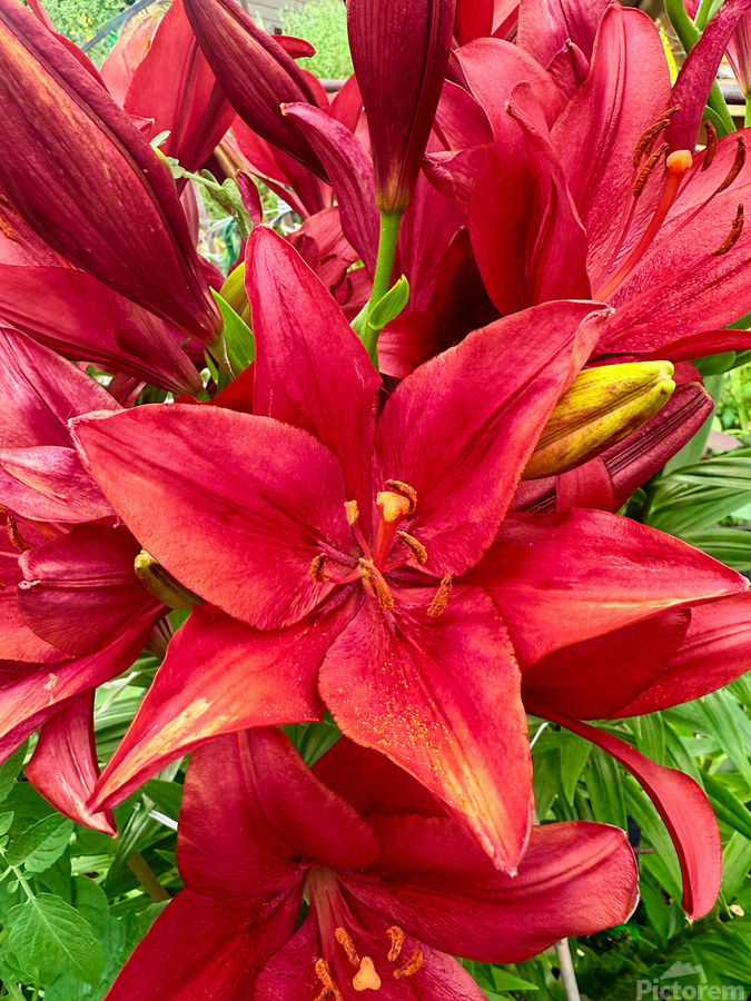Close Encounter with Red Asiatic Lily  Print