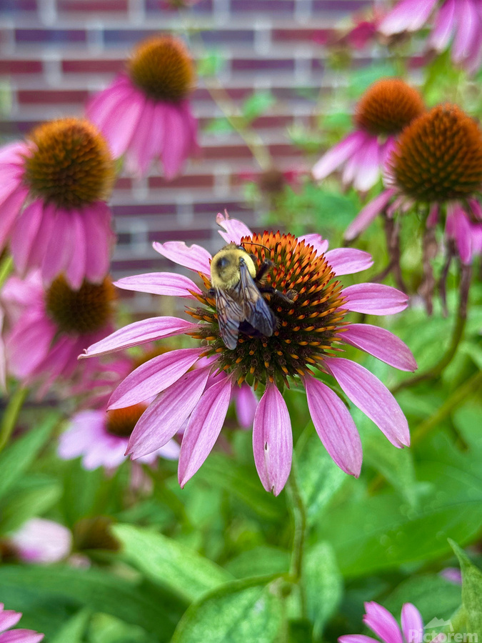 Coneflower Harmony  Print