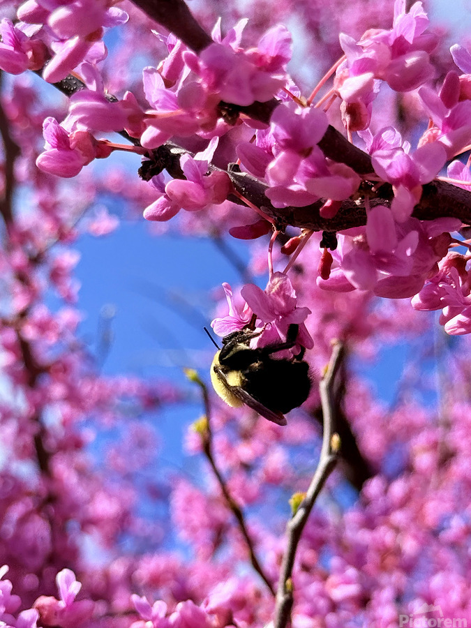 The Spring Shift  Print