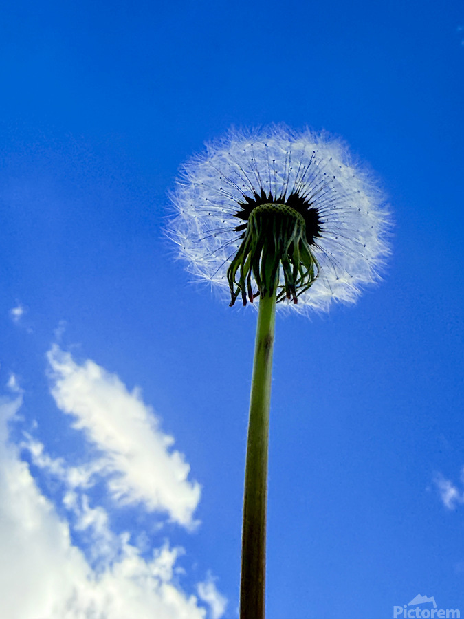 Open Sky Dreamer  Print