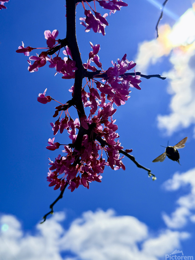 Blossom & Wing  Print