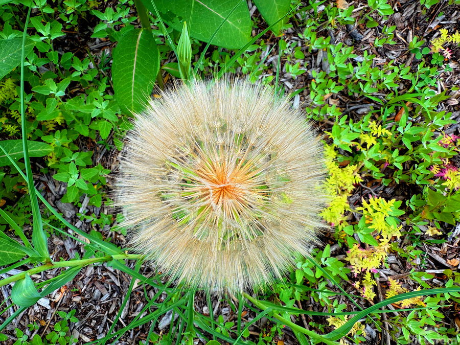 The Poetic Geometry of a Meadow’s Breath  Print