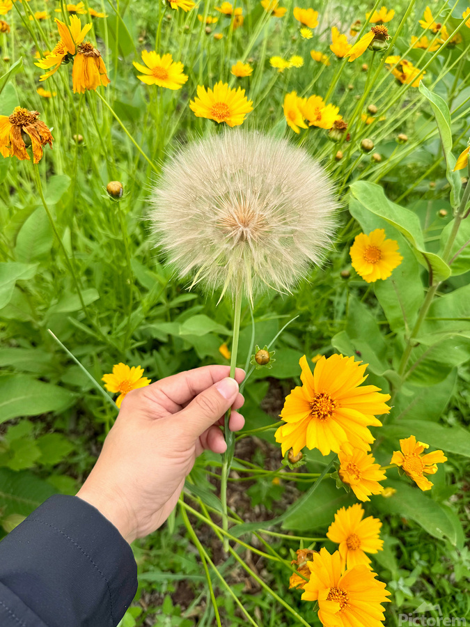 The Wild Stillness Between Wishes  Print