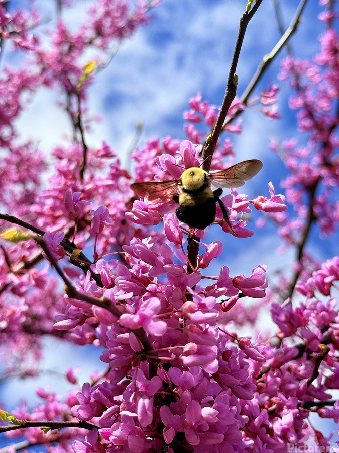 The Bloom Rider  Print